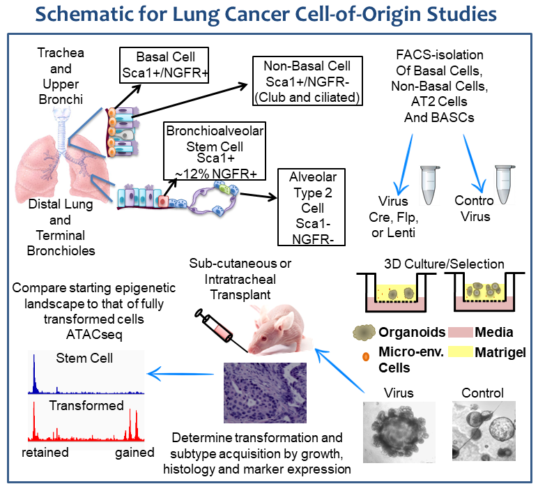 Schematic for Lung Cancer Cell-of-Origin Studies