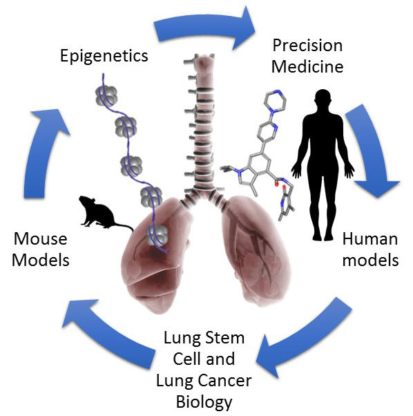 Integrating studies of lung stem cell biology and epigenetics for lung cancer therapies.
